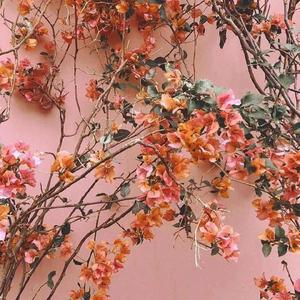 张柏芝陈冠希做爰视频
